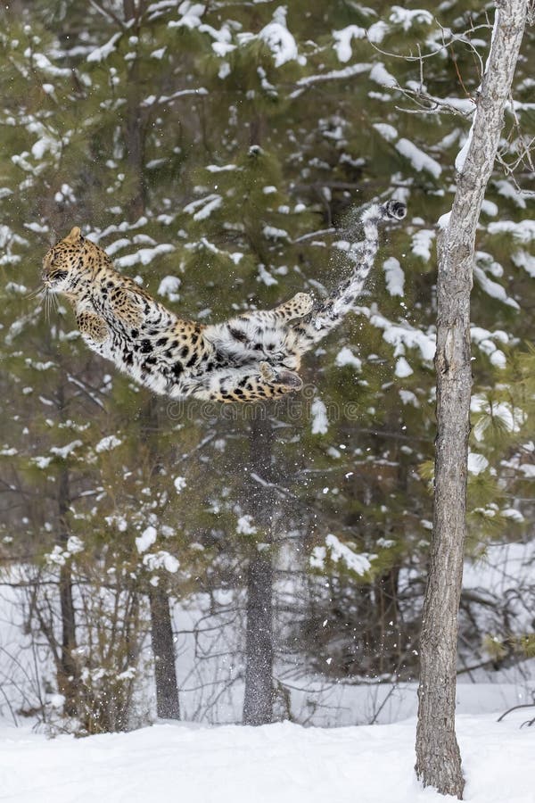 Amur-Leopard im Schnee lizenzfreies stockfoto