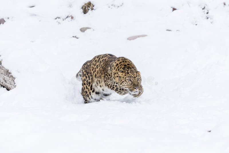 Amur-Leopard im Schnee lizenzfreie stockfotos