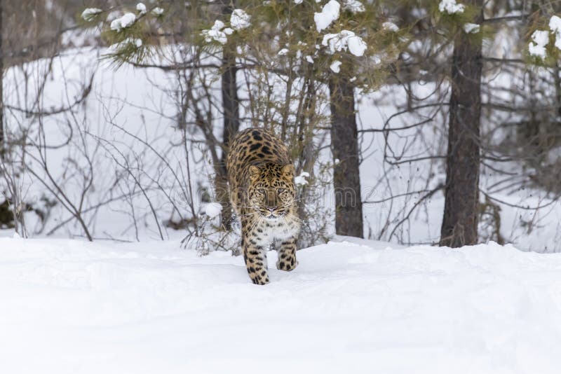 Amur-Leopard im Schnee lizenzfreie stockfotos