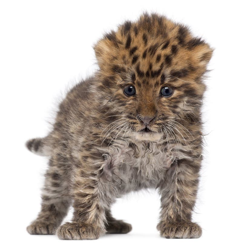 Amur-Leopardjunges, Panthera pardus orientalis, 6 Wochen alt lizenzfreie stockbilder