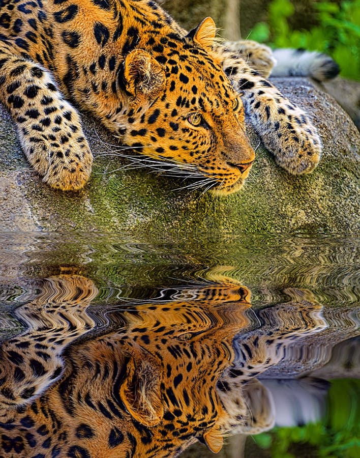 Porträt eines Amurleoparden stockfotos