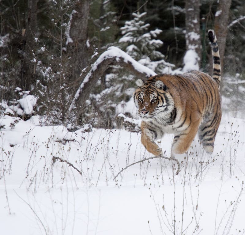 amur running snowtiger royaltyfria foton amur running snowtiger royaltyfria foton