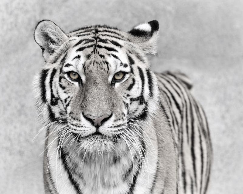 Amur tiger stock photo