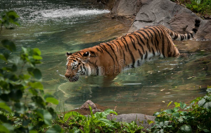 Amur Tiger (Panthera tigris) in Pool