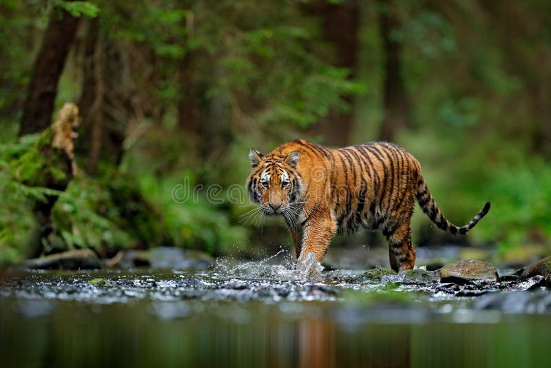 Amur tiger walking in river water. Danger animal, tajga, Russia. Animal in green forest stream. Grey stone, river droplet. Siberia stock photos