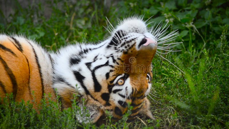 Amur tygrysa portret