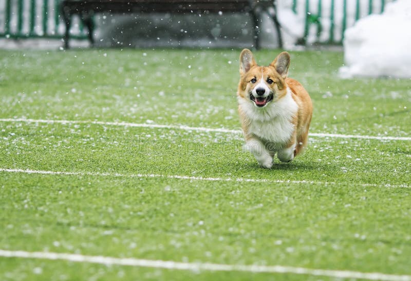 amusement rouge de corgi de race de chien de petit chiot heureux fonctionnant autour du terrain de football vert sur le terrain d photos libres de droits amusement rouge de corgi de race de chien de petit chiot heureux fonctionnant autour du terrain de football vert sur le terrain d photos libres de droits