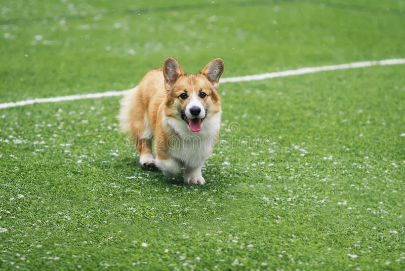 Amusement rouge de corgi de race de chien de petit chiot mignon fonctionnant autour du terrain de football vert sur le terrain de photographie stock libre de droits Amusement rouge de corgi de race de chien de petit chiot mignon fonctionnant autour du terrain de football vert sur le terrain de photographie stock libre de droits