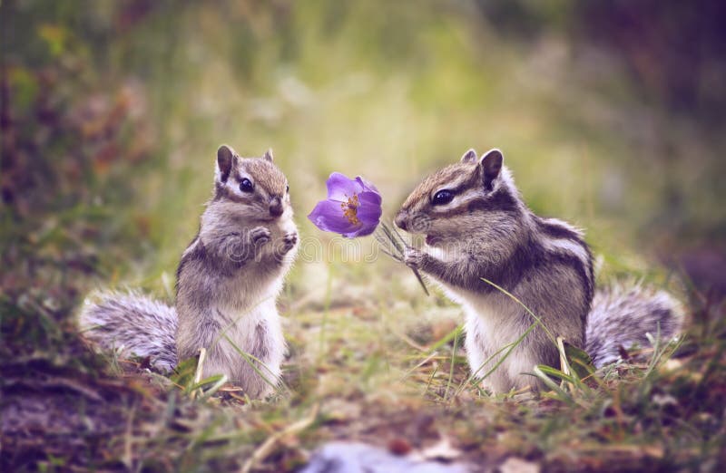 Amusing meeting of two darlings chipmunk