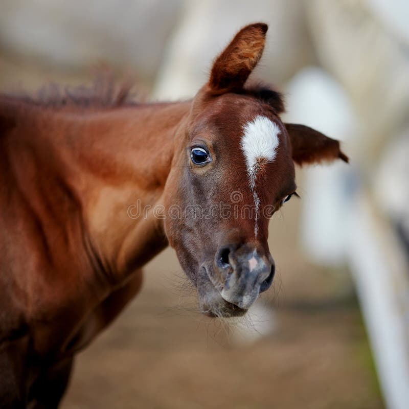 Amusing portrait of a foal.