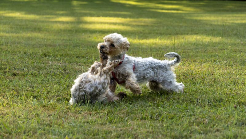 Amusing Scene of Life between Two Dogs, Yorkshire Terrier, Gray and ...