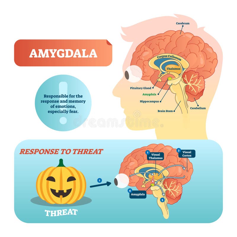 Amygdala plan z odpowiedzią zagrożenie i royalty ilustracja Amygdala plan z odpowiedzią zagrożenie i royalty ilustracja