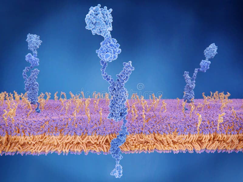 The amyloid precursor protein