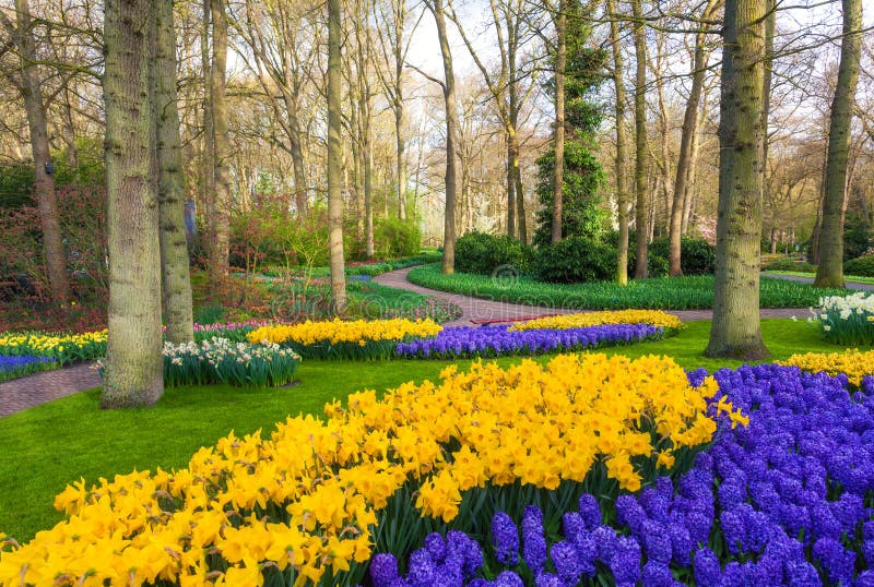 Aménagez en parc avec de belles fleurs de floraison en parc célèbre de Keukenhof image libre de droits