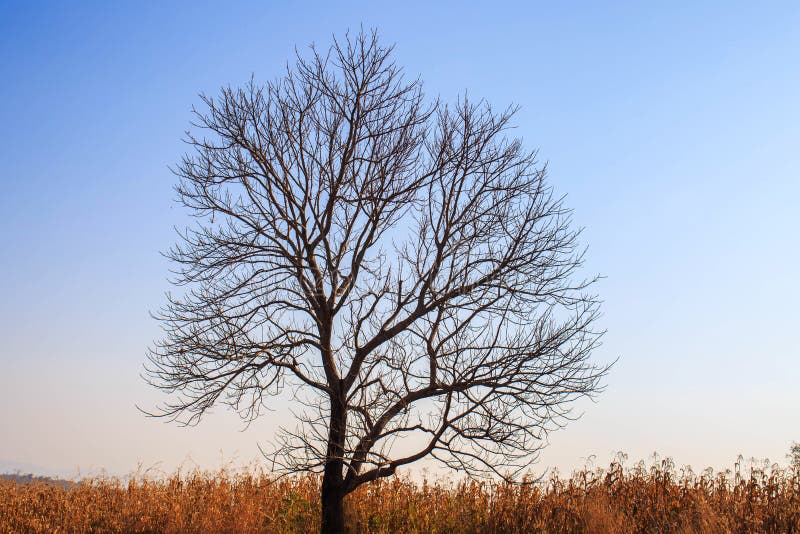 Aménagez en parc avec un arbre solitaire dans un domaine de maïs image libre de droits Aménagez en parc avec un arbre solitaire dans un domaine de maïs image libre de droits