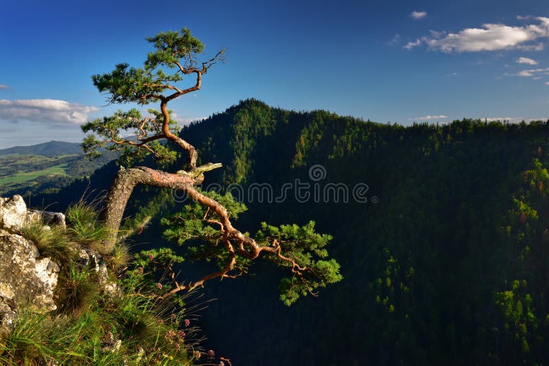 Aménagez la vue en parc de la crête de Sokolica en montagne de Pieniny image stock Aménagez la vue en parc de la crête de Sokolica en montagne de Pieniny image stock