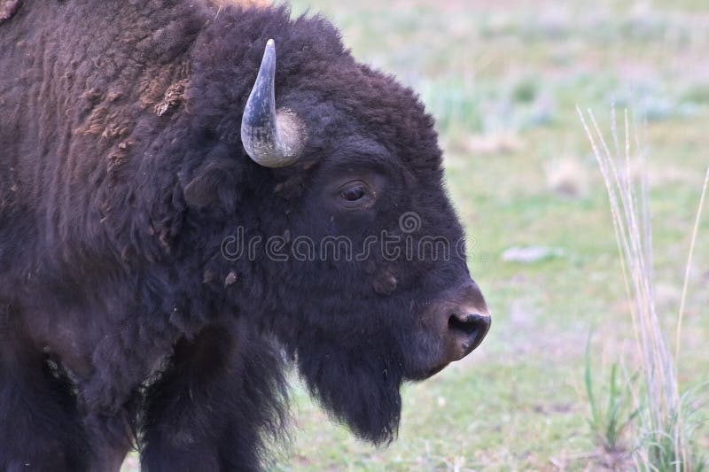 Américain Bison Close Study photo stock Américain Bison Close Study photo stock