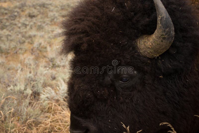 Américain Bison Head Detail de parc national de Yellowstone d'oeil image libre de droits Américain Bison Head Detail de parc national de Yellowstone d'oeil image libre de droits
