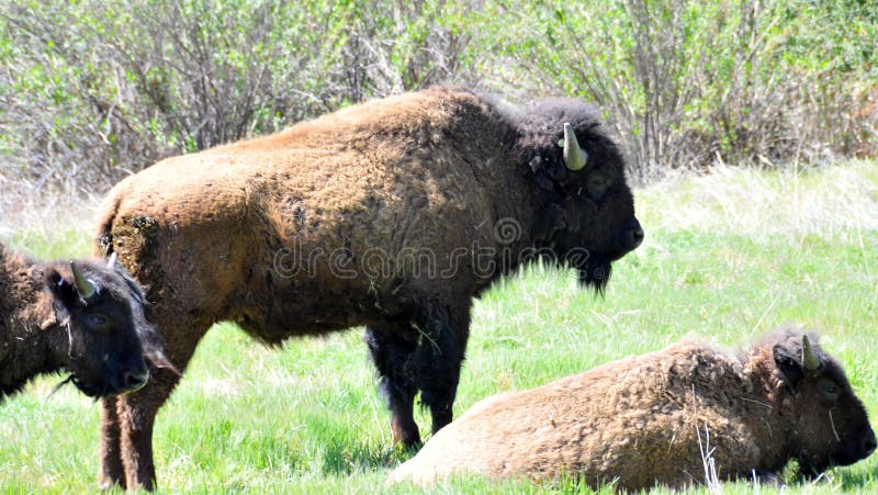 Américain Bison Herd en San Diego County California photos libres de droits Américain Bison Herd en San Diego County California photos libres de droits