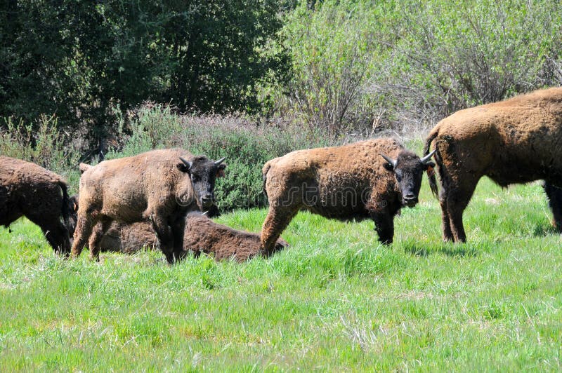 Américain Bison Herd en San Diego County California photographie stock libre de droits Américain Bison Herd en San Diego County California photographie stock libre de droits