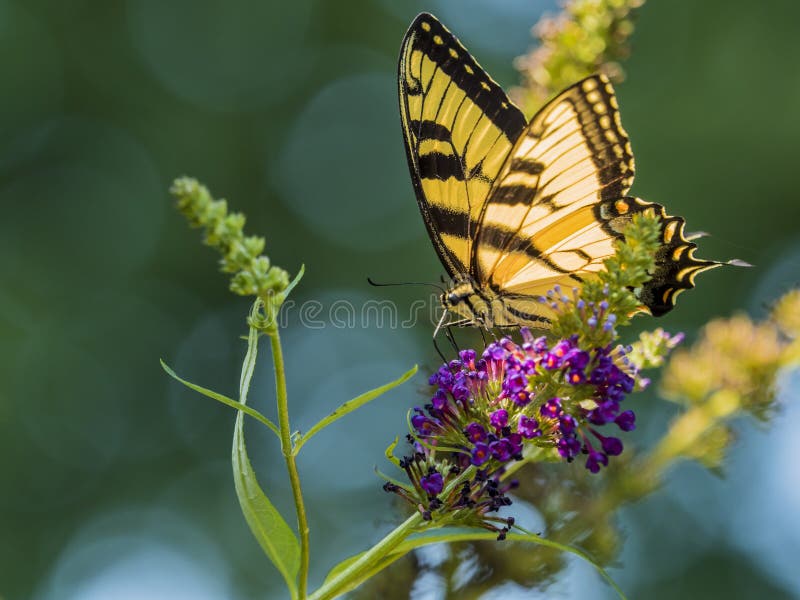 Américain masculin Tiger Swallowtail Butterfly photo stock Américain masculin Tiger Swallowtail Butterfly photo stock