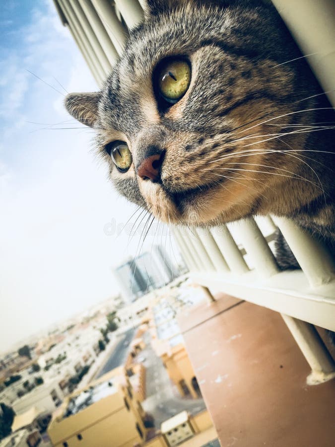 Américain Shorthair Cat During Birds Hunt domestique images libres de droits Américain Shorthair Cat During Birds Hunt domestique images libres de droits