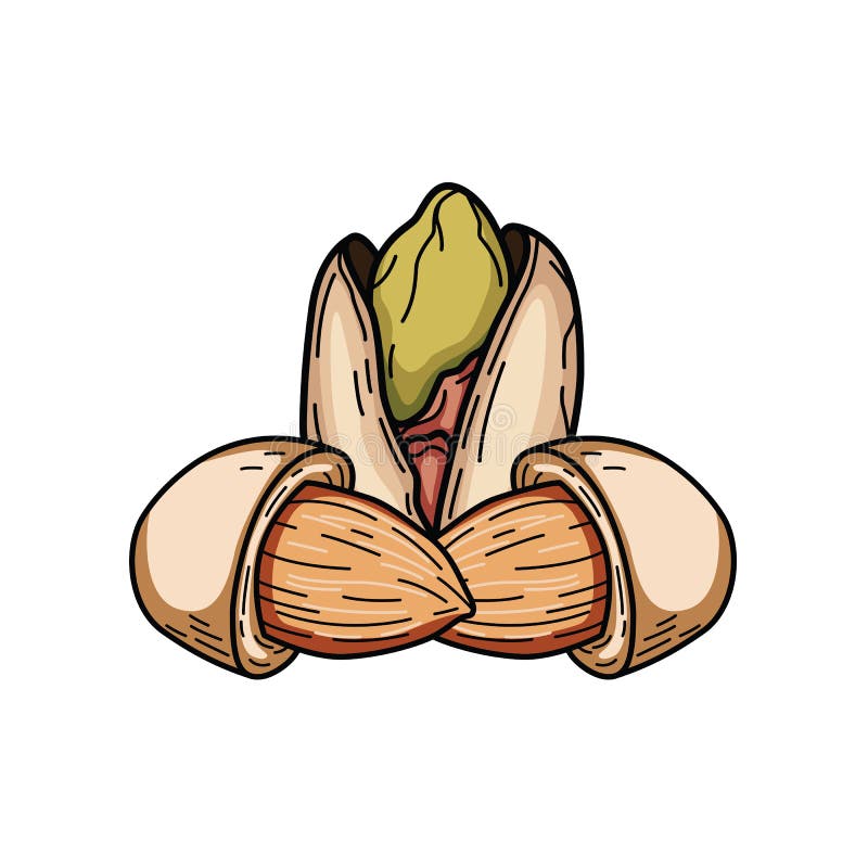 amêndoa ilustração do vetor amêndoa ilustração do vetor