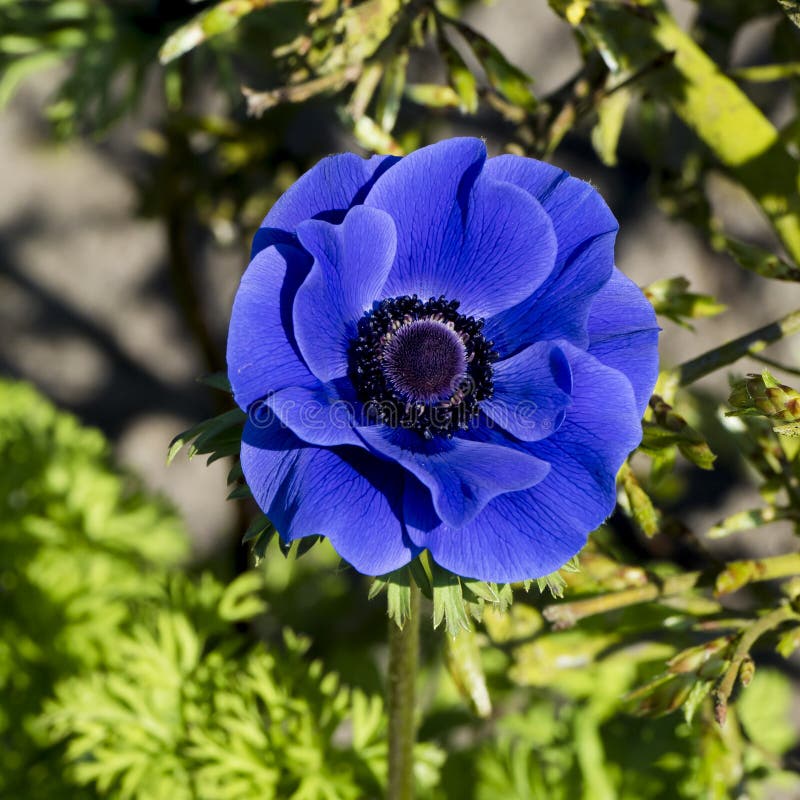 anemona flor anemona flor