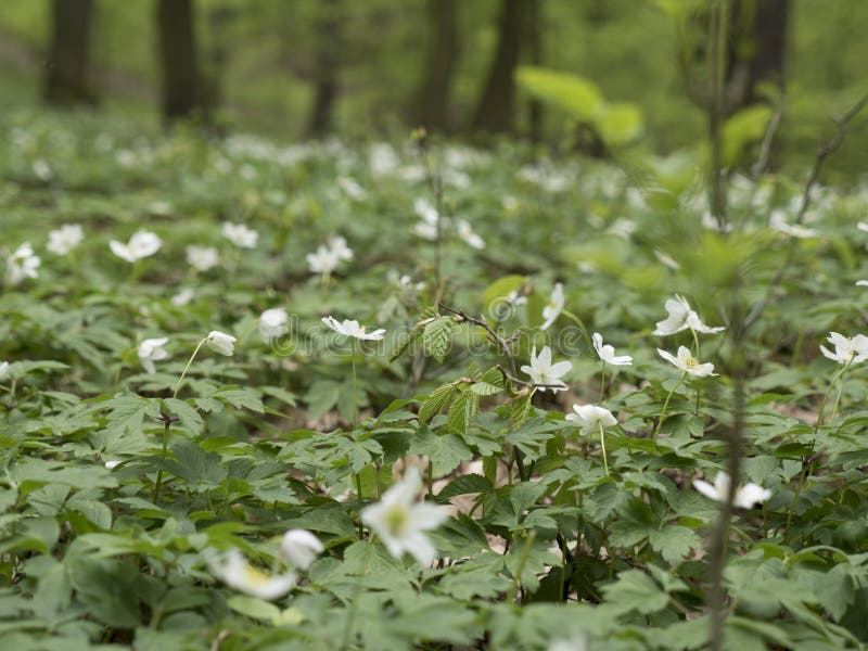 Anémone De Forêt, Fleur Blanche Paysage De Ressort Avec La Lumière Variable  Photo stock - Image du zone, fleur: 92546784