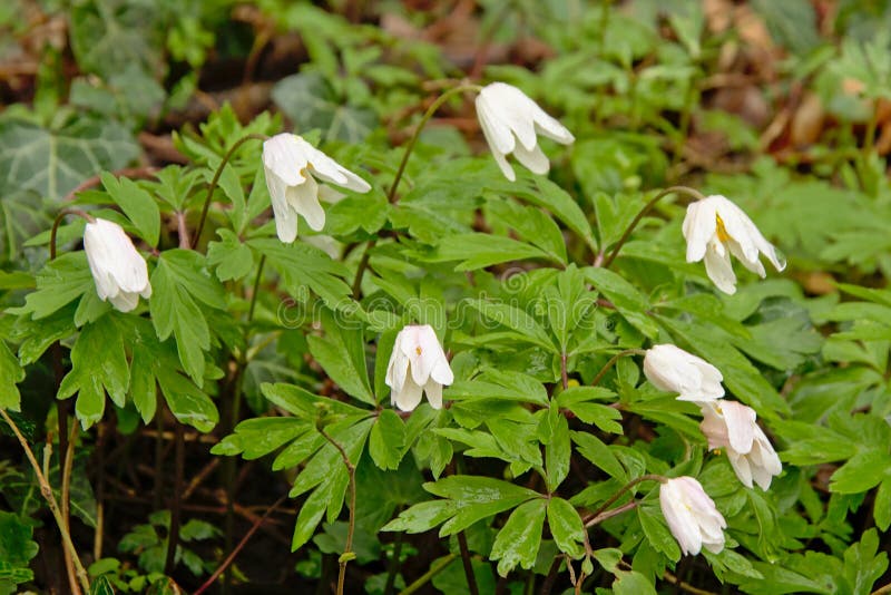 Anémones En Bois à Moitié Fermées Dans La Forêt - Anemone Nemorosa Photo  stock - Image du orientation, ressort: 114478008