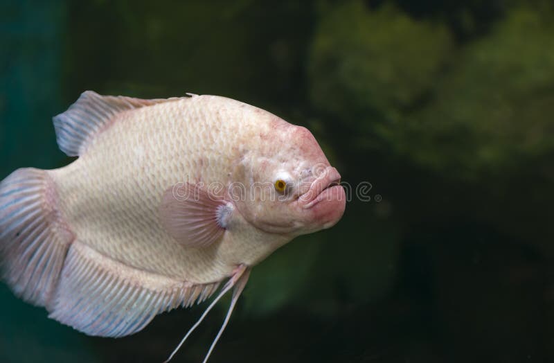 Anabas-testudineus in einem Aquarium