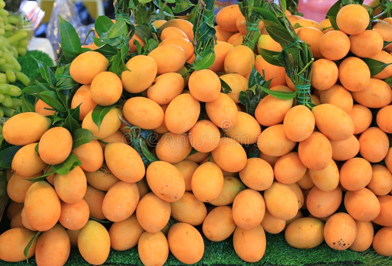 Anacardiaceae or Plum Mango, tropical fruit of Thailand