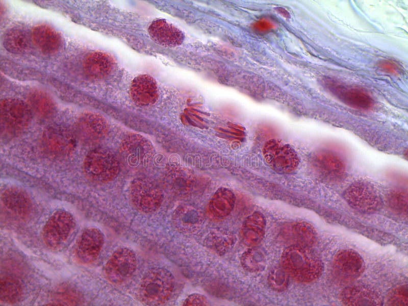 Anafaza mitotic korzeniowa porady komórka obrazy royalty free Anafaza mitotic korzeniowa porady komórka obrazy royalty free