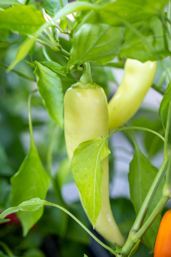 Anaheim Peppers Growing in a Garden Stock Photo Image of close, crop