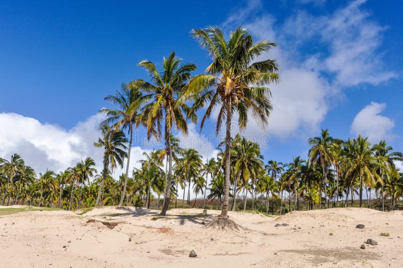 The Anakena Beach in Easter Island, Chile stock images The Anakena Beach in Easter Island, Chile stock images