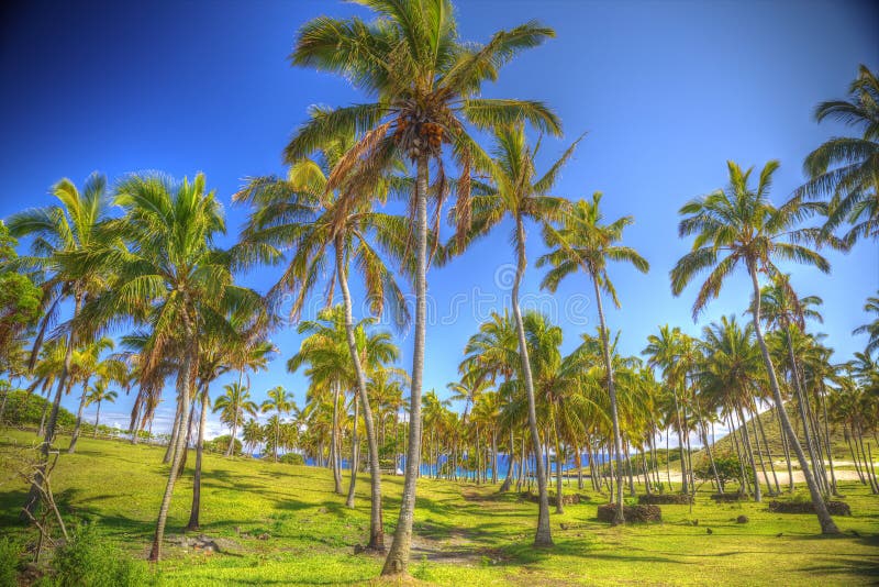Anakena, a white coral sand beach stock photo Anakena, a white coral sand beach stock photo