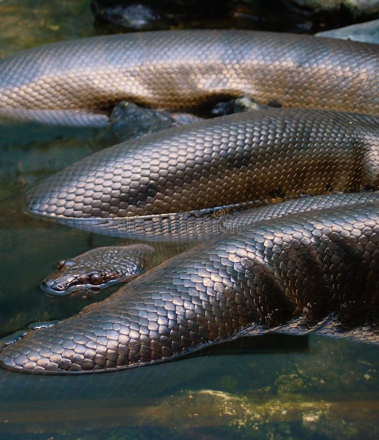 An Anaconda snake that half submerge in the water. As the biggest snake on the planet, it represents power and strength. Its dangerous when it is hungry. An Anaconda snake that half submerge in the water. As the biggest snake on the planet, it represents power and strength. Its dangerous when it is hungry.