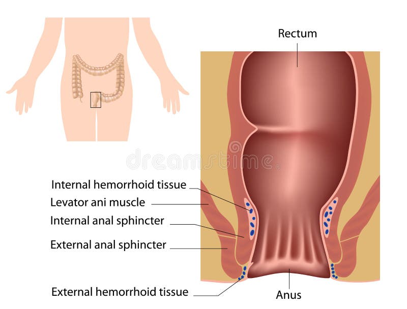 Anatomy of human anal canal. Normal cross vectors