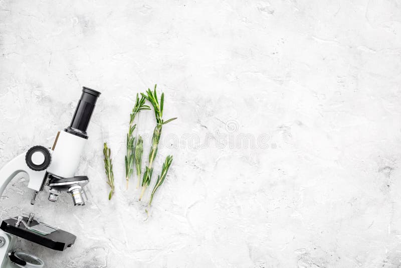 Analysering av matbegrepp sunda produkter Örtrosmarin nära mikroskopet på grått utrymme för kopia för bästa sikt för bakgrund arkivbilder Analysering av matbegrepp sunda produkter Örtrosmarin nära mikroskopet på grått utrymme för kopia för bästa sikt för bakgrund arkivbilder