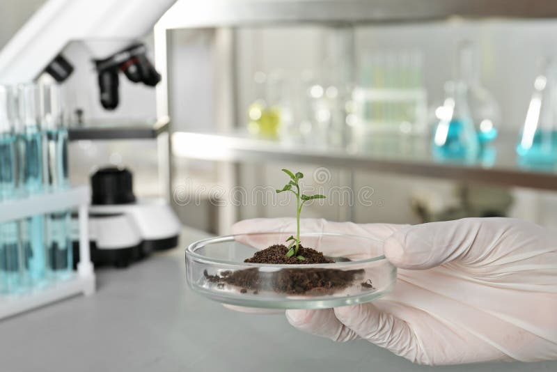 Analyst holding petri dish with green sprout