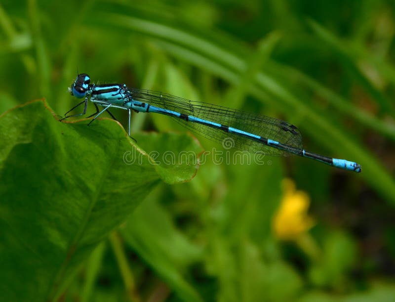 Coenagrion puella, Azure damselfly