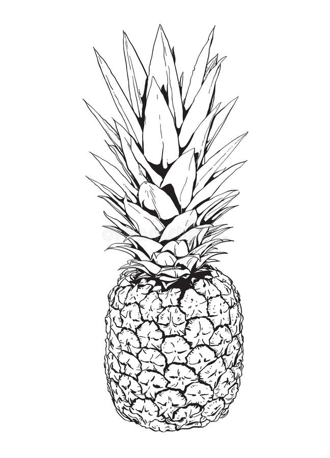 Ananas vector illustratie