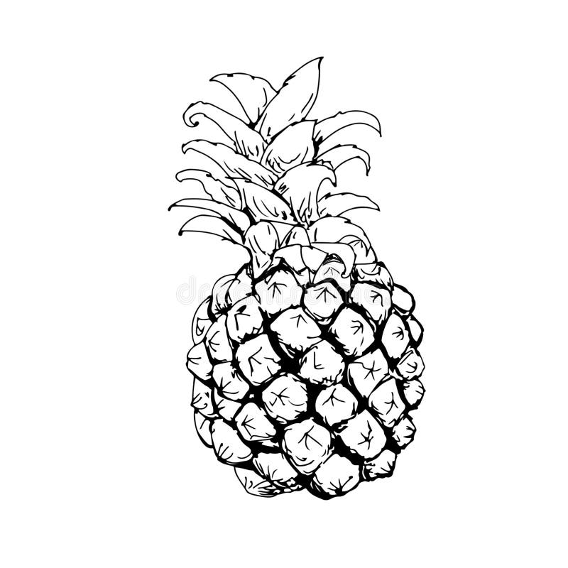 Discriminatie op grond van geslacht Onrechtvaardig Diploma Ananas Aan Zwart-wit Rek Zoet Fruit Stock Illustratie - Illustration of  landstreek, zwart: 83683142