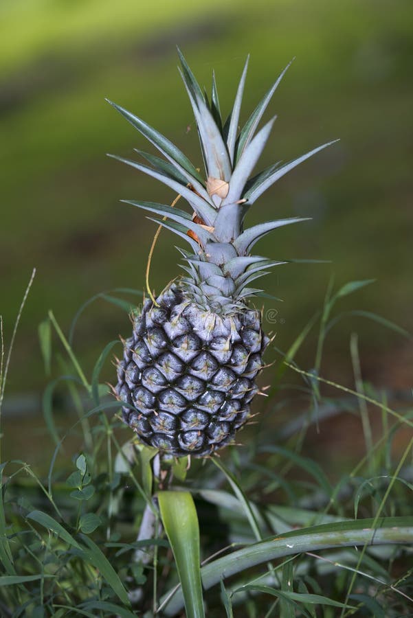 Ananasplantage in Hawaii stockfoto. Bild von garten, plantage 44222270