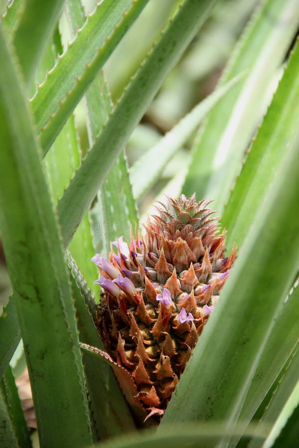 Ananas-Blume stockfoto. Bild von nave, bauernhof, blume - 32256270