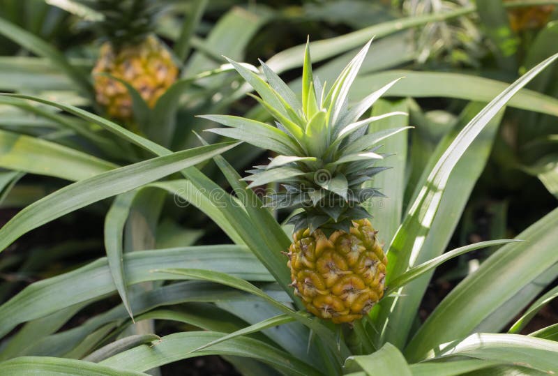 Ananas, comosus d'ananas, s'élevant sur l'usine photos stock Ananas, comosus d'ananas, s'élevant sur l'usine photos stock