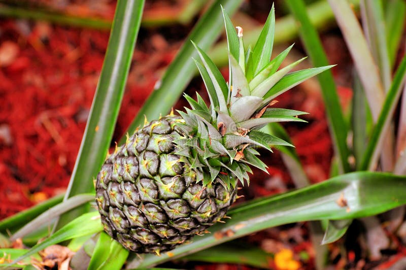 Ananas in Giardino, Florida Del Sud Fotografia Stock Immagine di consumo, dieta 43061864