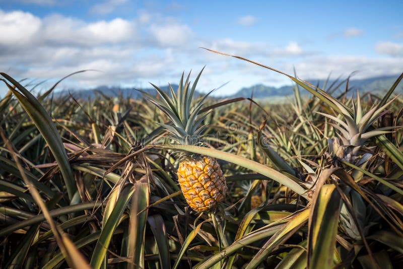 Ananas Hawaiani Tropicali in Un Campo Su Oahu Fotografia Stock
