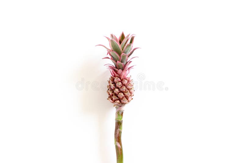 Ananas mic decorativ roz royalty free stock photography