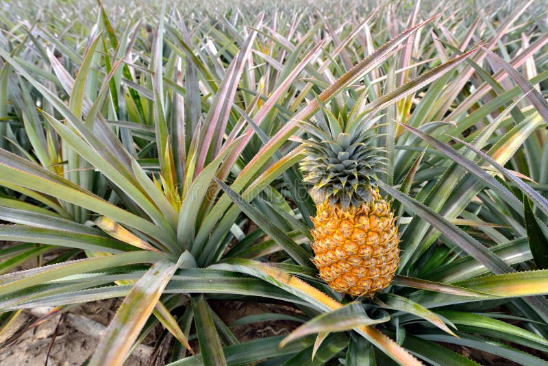 Ananasbauernhof lizenzfreies stockbild Ananasbauernhof lizenzfreies stockbild